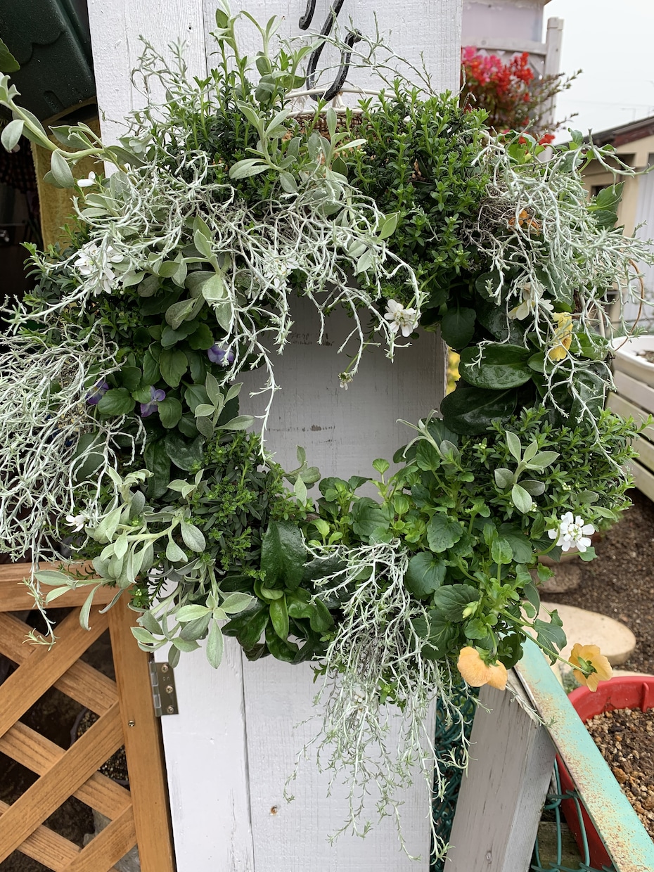 作れない方貴方の代わりに寄せ植えを作ります お庭や玄関を寄せ植えで華やかにしませんか。 イメージ2