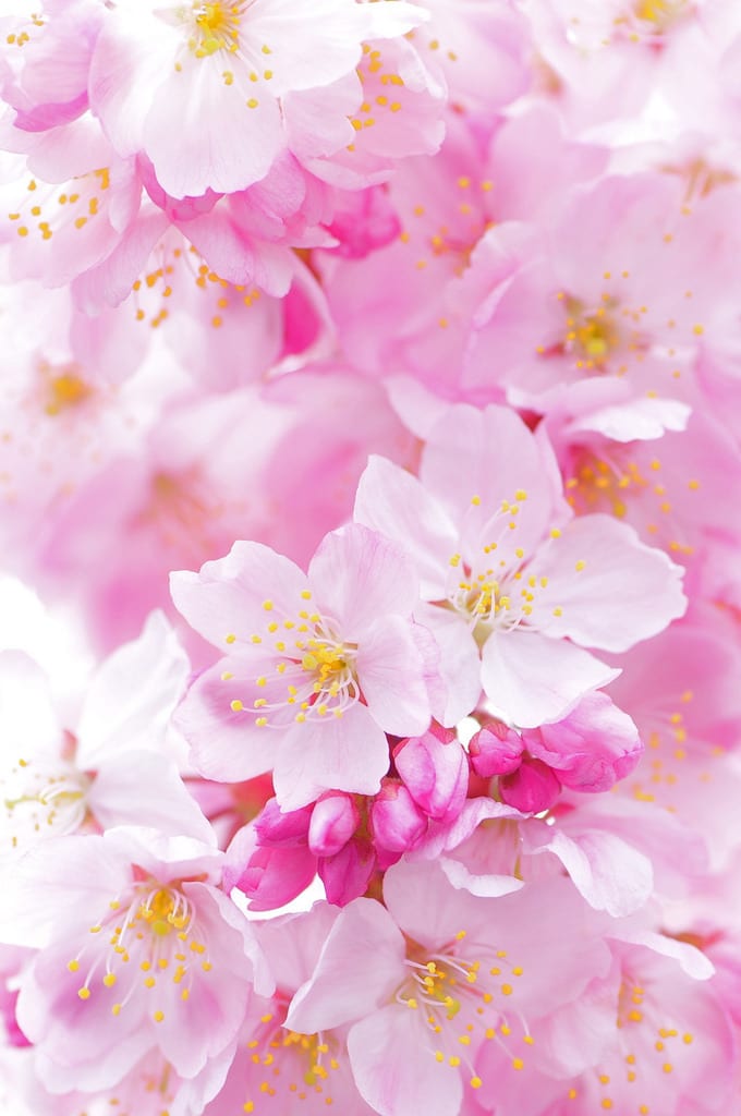 木花咲耶姫さま桜花ヒーリング伝授します 自分自身を信じて前に進むエネルギー イメージ1