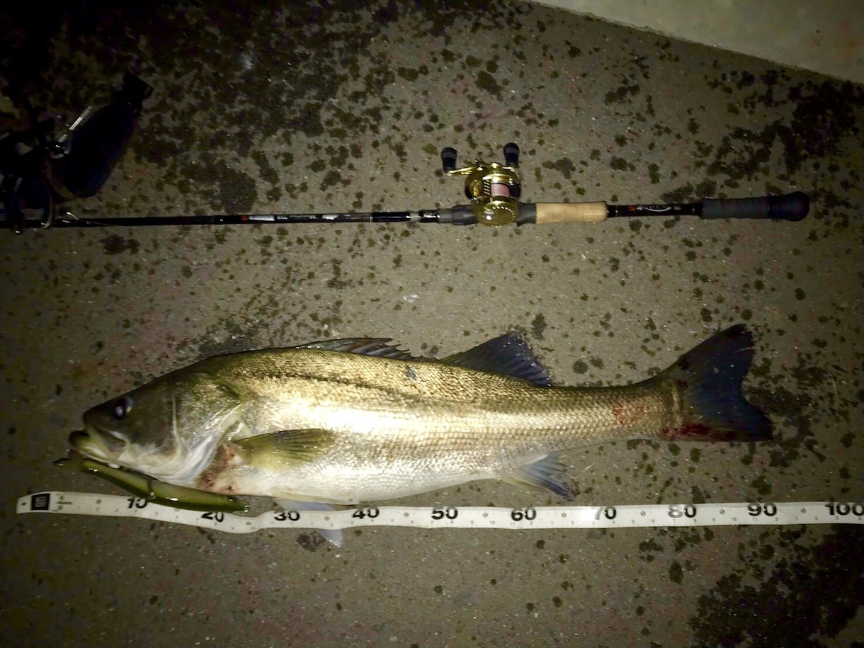 デジタル魚拓作成します 釣った魚の写真からデジタル魚拓を作成。携帯で保存可能 イメージ2