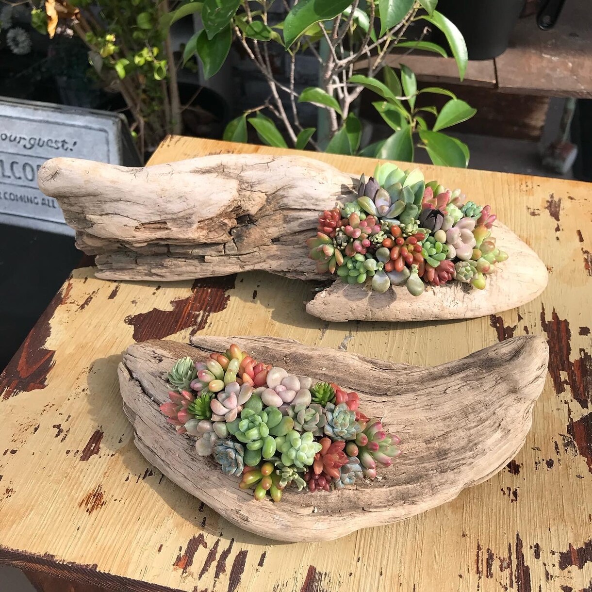 多肉植物の寄せ植えお作りします 多肉植物の専門家があなたにピッタリの寄せ植えをお作りします イメージ8