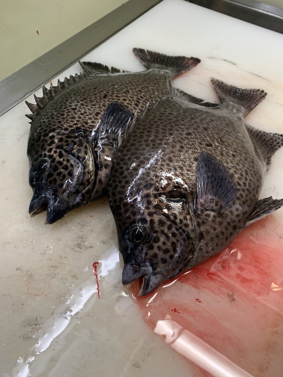 お探しの食材（海鮮,魚）販売先教えます 豊洲市場内、仲卸のことならなんでも聞いてください イメージ8