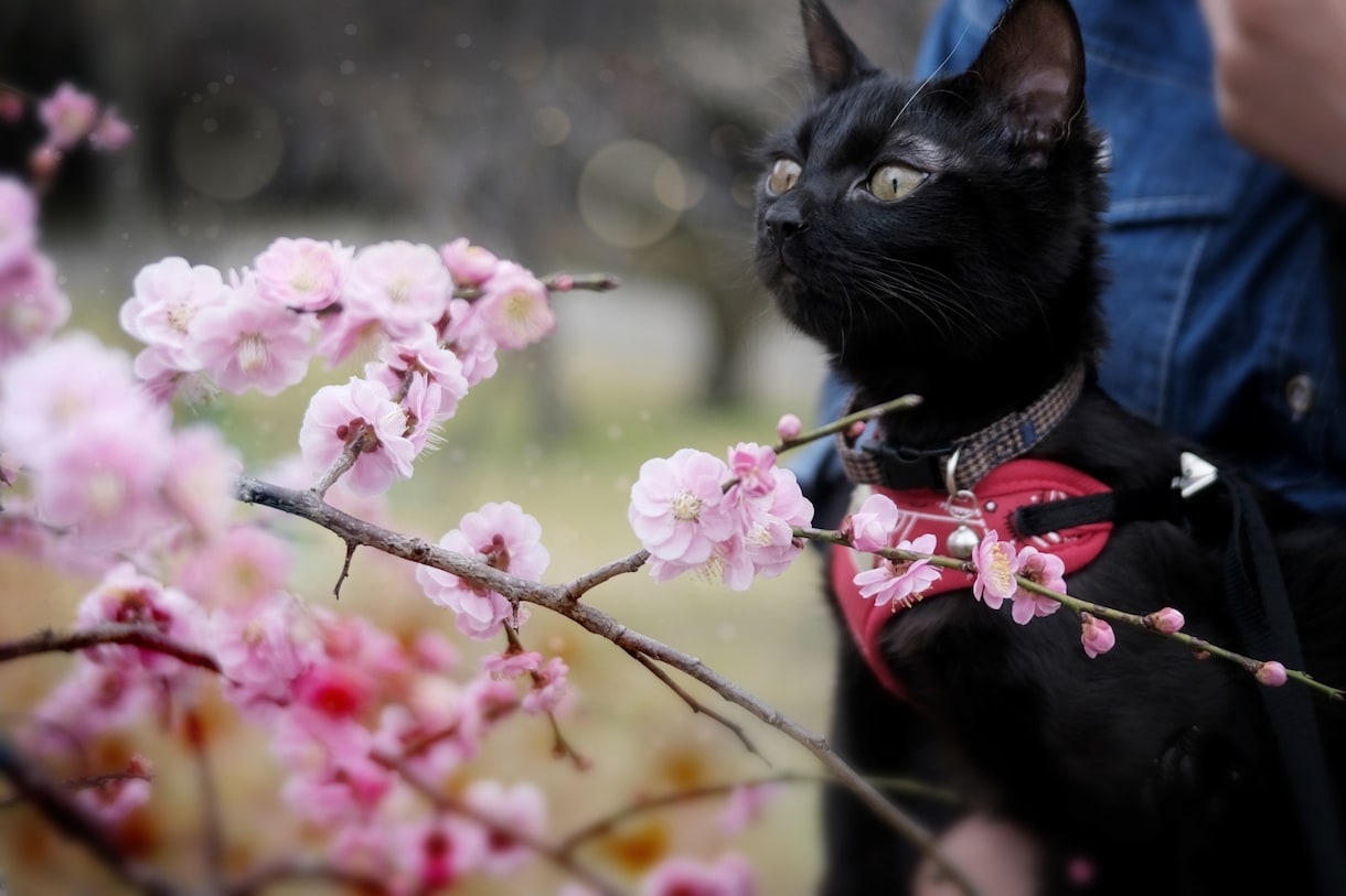 大切な家族の写真を出張撮影しますます いつもの表情や仕草を自然な雰囲気で写真に残します イメージ3