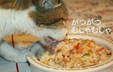 わんちゃんねこちゃん用のフードとおやつを選びます わんちゃんねこちゃんが喜ぶご飯がわからない方へ イメージ2
