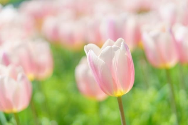 強迫性障害の方へ✨そのつらさに心から寄り添います 強迫性障害でお悩みの方＊もうあなたひとりではありませんよ☘️ イメージ8