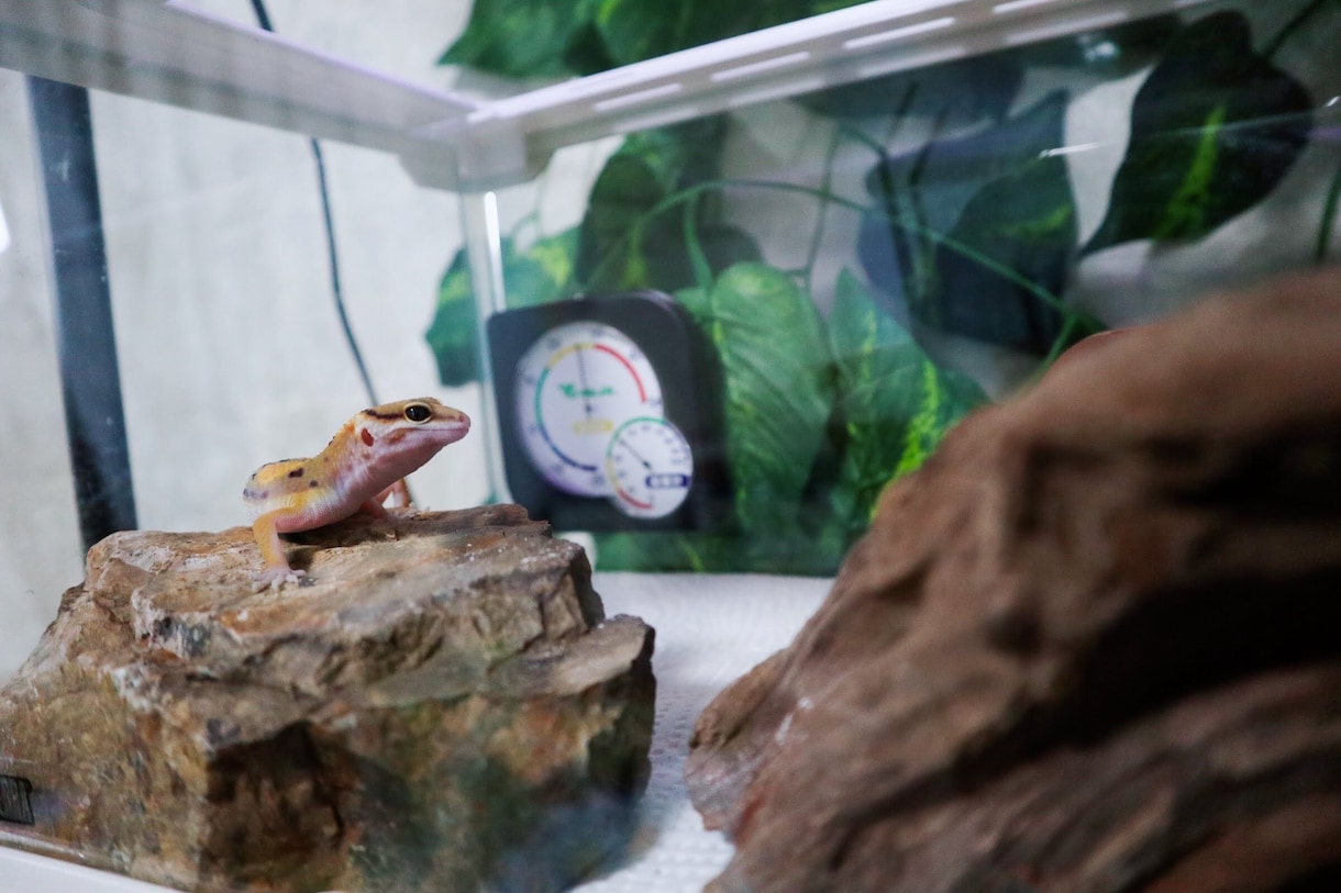 爬虫類（レオパ、アオジタ）の飼育方法教えます 〜爬虫類を初めて飼ってみたい人、飼育初心者の為の飼育方法〜 イメージ2