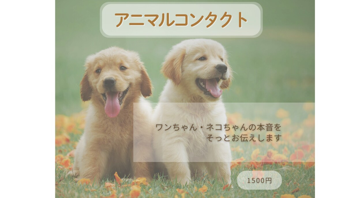 ワンちゃんの本音を丁寧にお伝えします ピュアな心に触れ家族が笑顔に　アニマルコンタクト&ヒーリング イメージ1