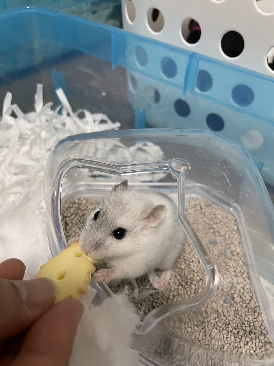 あなたとペットのキズナ深めます 大事な家族のご飯について考えませんか？ イメージ2