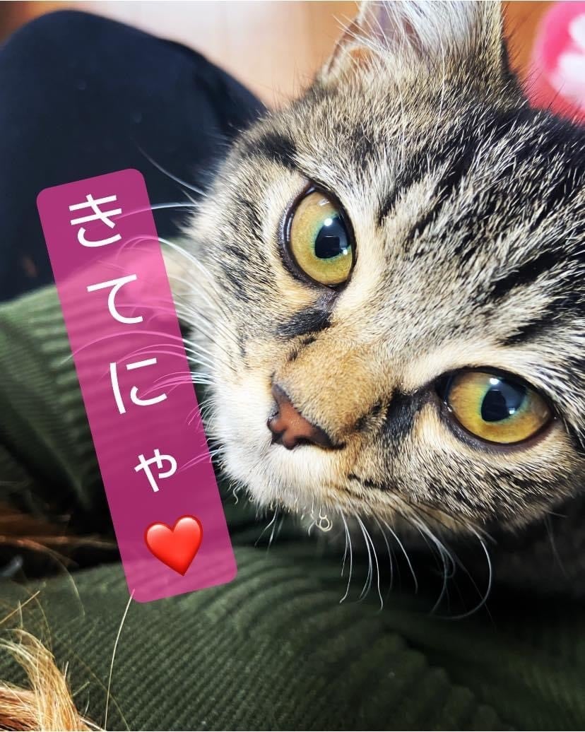 30分間♡ゆるゆると言えると癒えるチャットをします 電話だとなんか緊張しちゃうあなたへ♡何でも聴かせてください♡ イメージ3