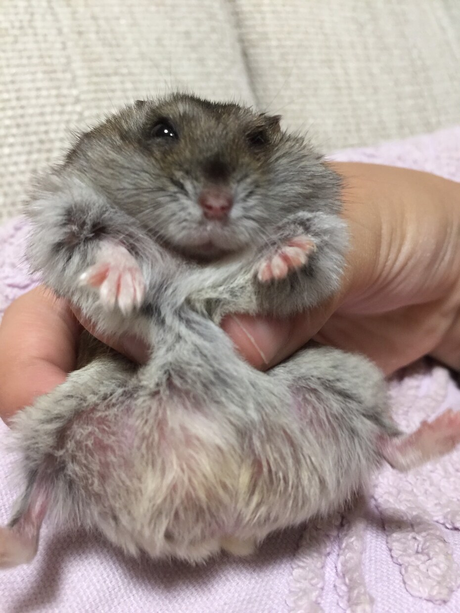 ハムスターの飼い方教えます これからハムスターを飼おうと思っている方にオススメです！ イメージ2