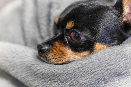 ペットのお悩み、心を込めてお応えします 愛犬・愛猫のお悩み、一緒に寄り添います イメージ2