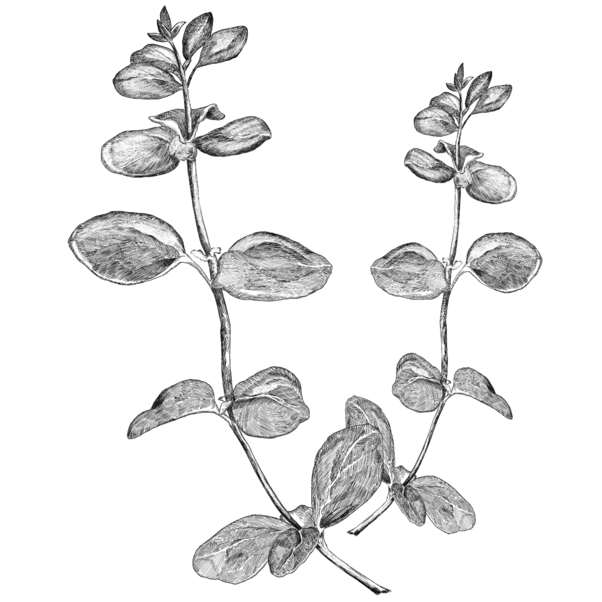 植物や食べ物、小道具のかわいいイラストを描きます アイコン・挿絵など用途に合わせたオリジナルイラスト イメージ2