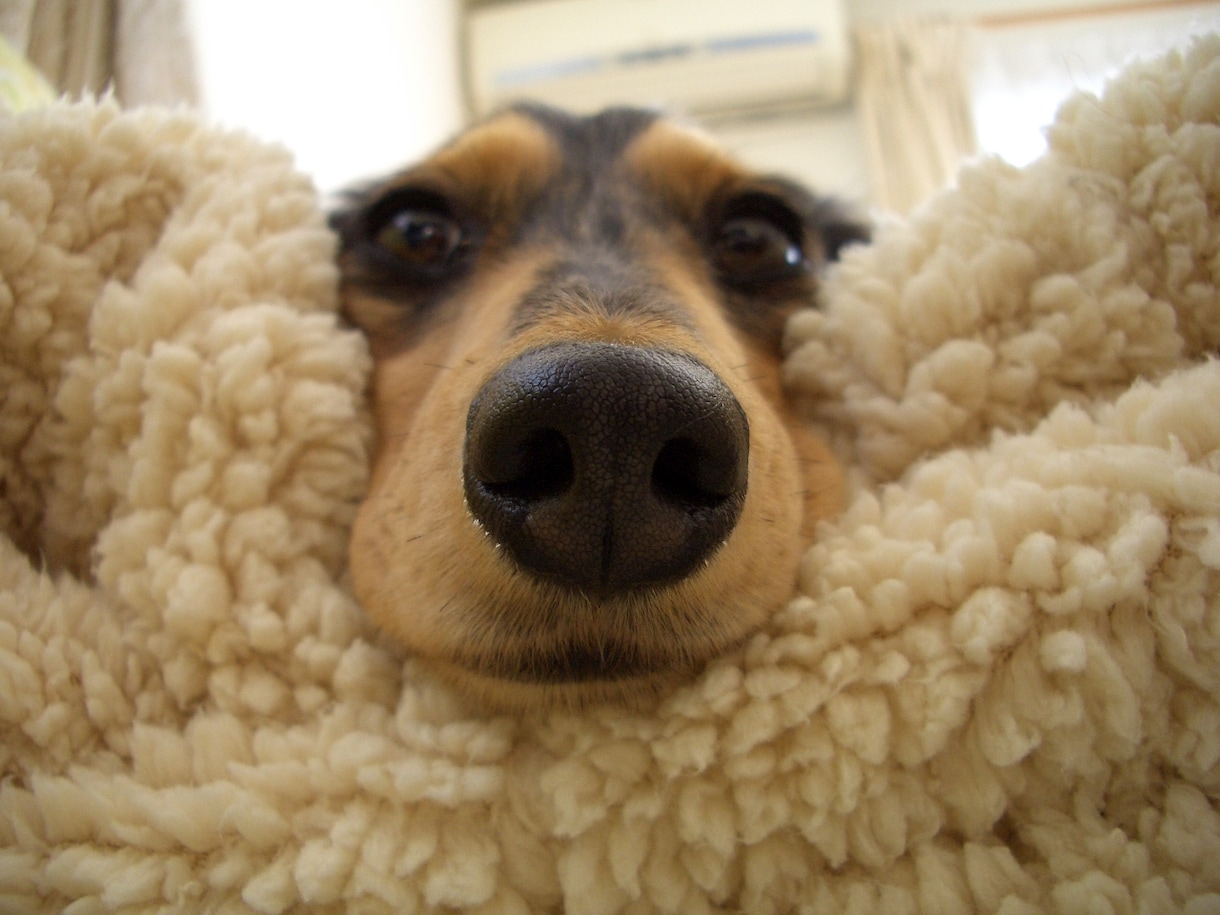 愛犬との生活でお困りの方をメールでお助けします 日常の愛犬のお世話にお困りな方にオススメ♪ イメージ2