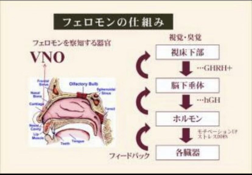 あなた様のフェロモン流出白魔術縁結び致します あなたの深層部分からの魅力を引き出すフェロモン霊波を流します イメージ1