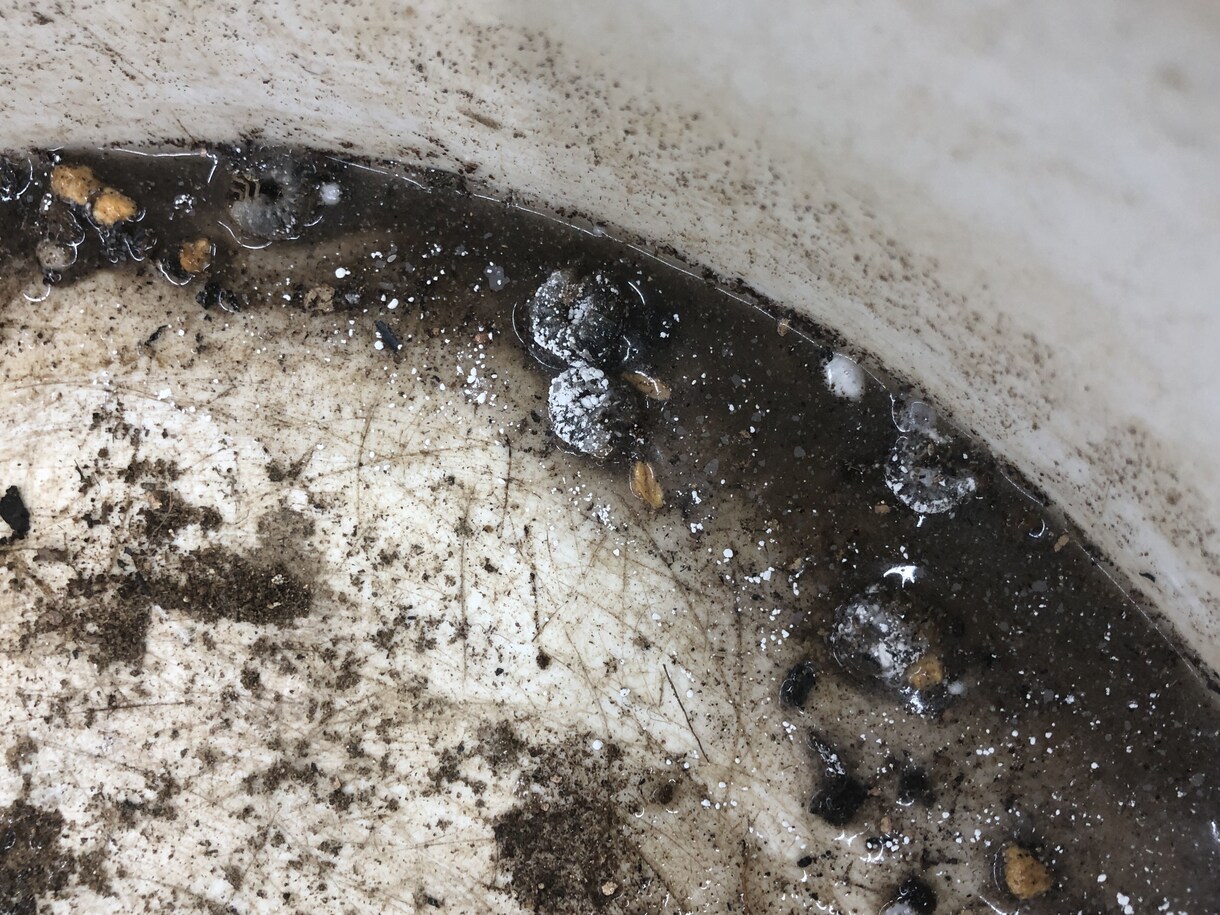 あなたの観葉植物の管理方法をお伝えします 業界歴15年‼ 管理は家の環境それぞれで違うの知ってます？？ イメージ5