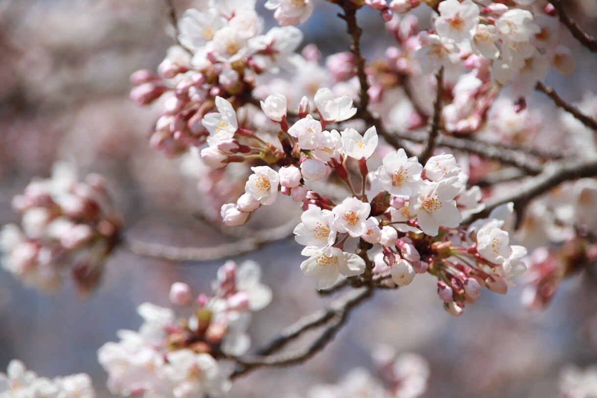 春の写真販売します 桜や梅の花、集めていらっしゃる方にぜひおすすめです！ イメージ2