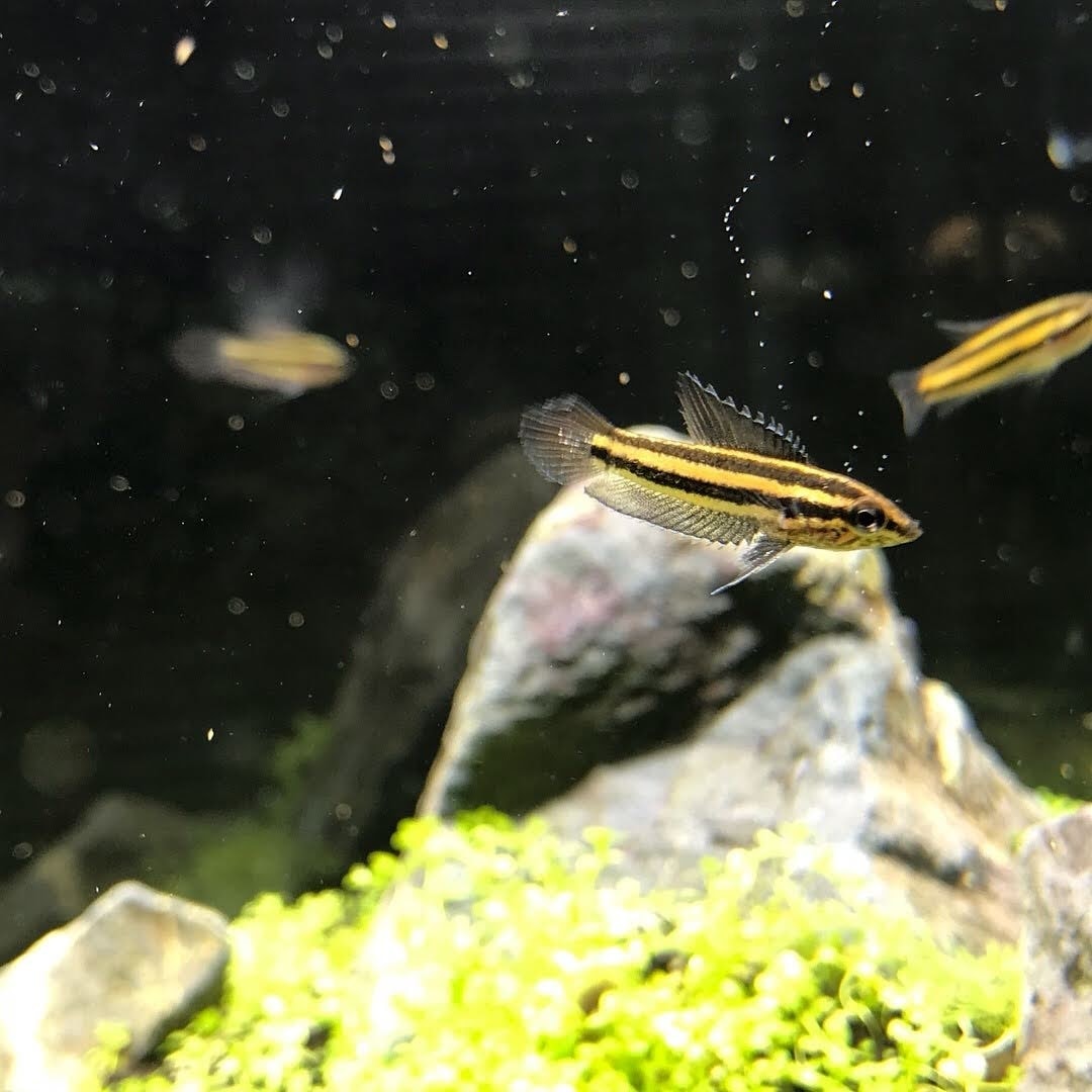 熱帯魚、水草飼育のアドバイスします 熱帯魚飼育初心者の方向けに、生体お迎えまでサポートします♪ イメージ3