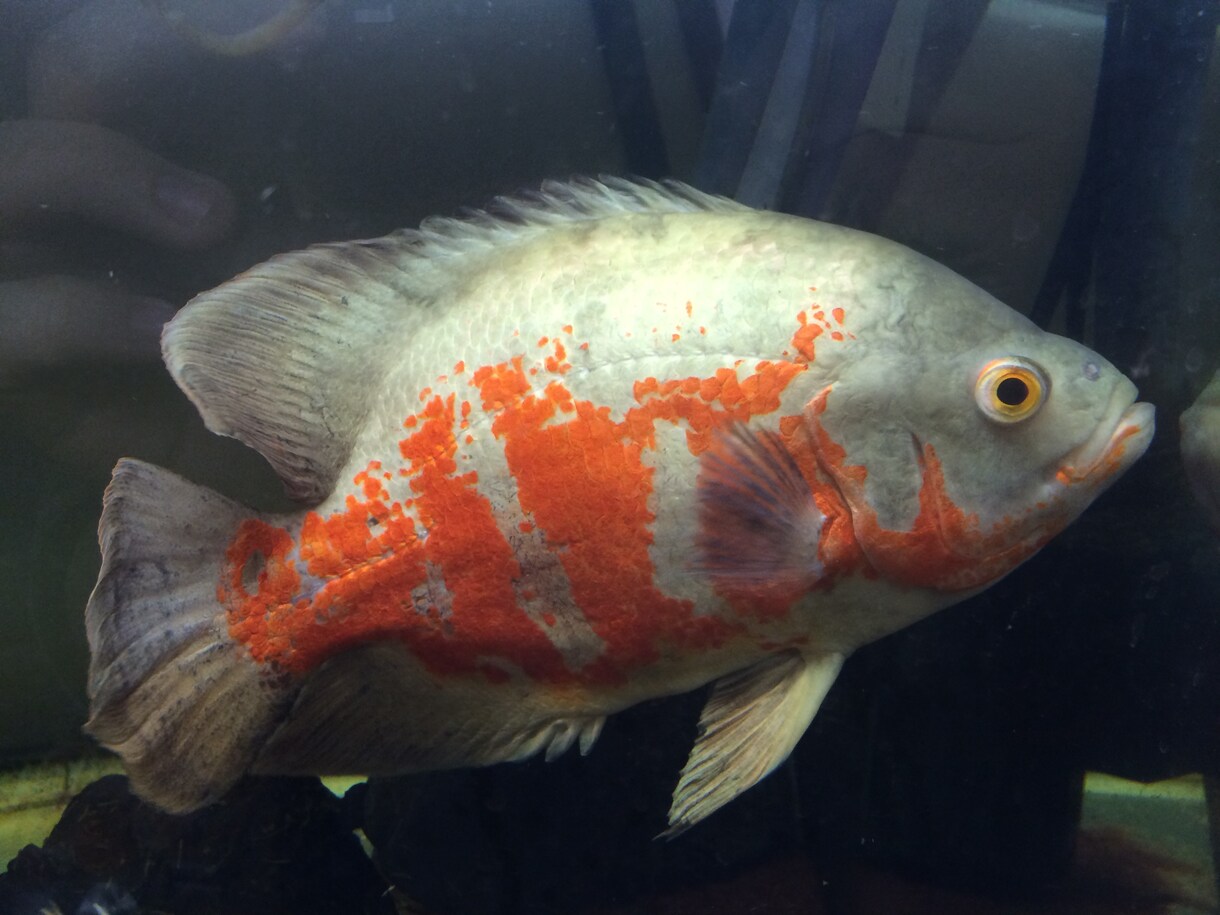 初心者の方へ！観賞魚の飼い方教えます 魚を飼ってみたいけど分からない...という方にオススメ！ イメージ3