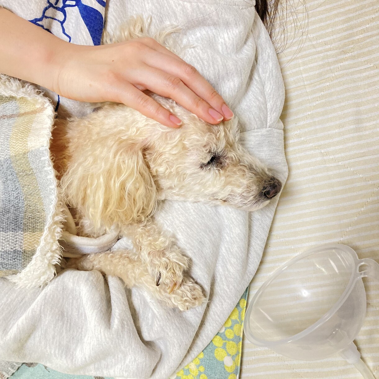 犬猫の悩みごと、1分から何でも相談にのります 保護犬猫ボランティア歴6年。気軽にご相談ください！ イメージ6