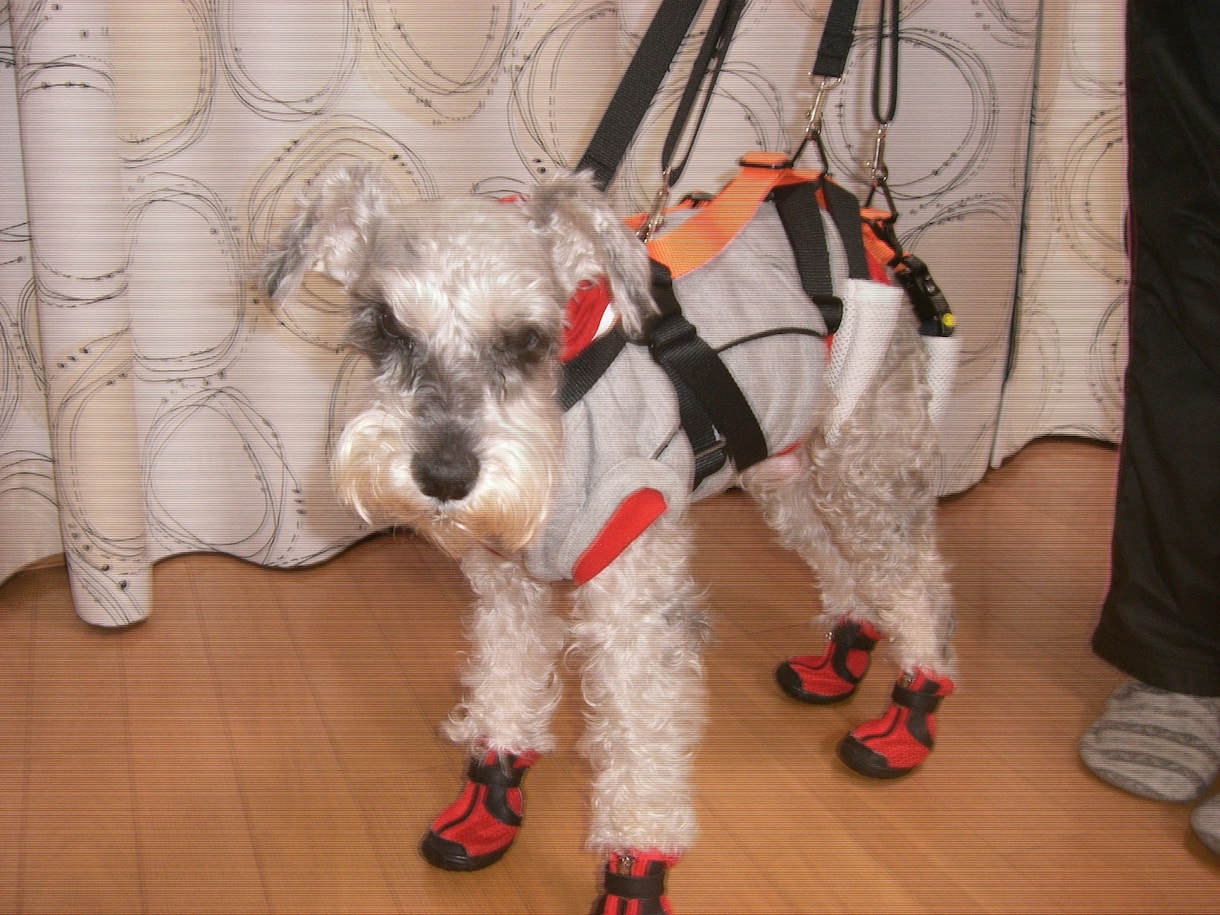 小型の老犬・障害犬の介護ハーネスを製作します 立ち上がり補助や歩行介助の初期から、終末期ケアまで使えます イメージ4