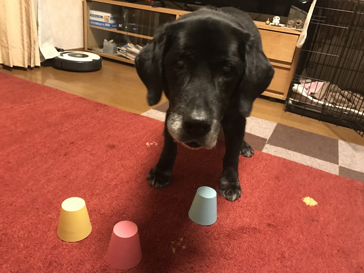 現役スタッフがシニア犬の介護相談のります 寝たきりになっちゃった！？でも慌てなくても大丈夫！ イメージ2