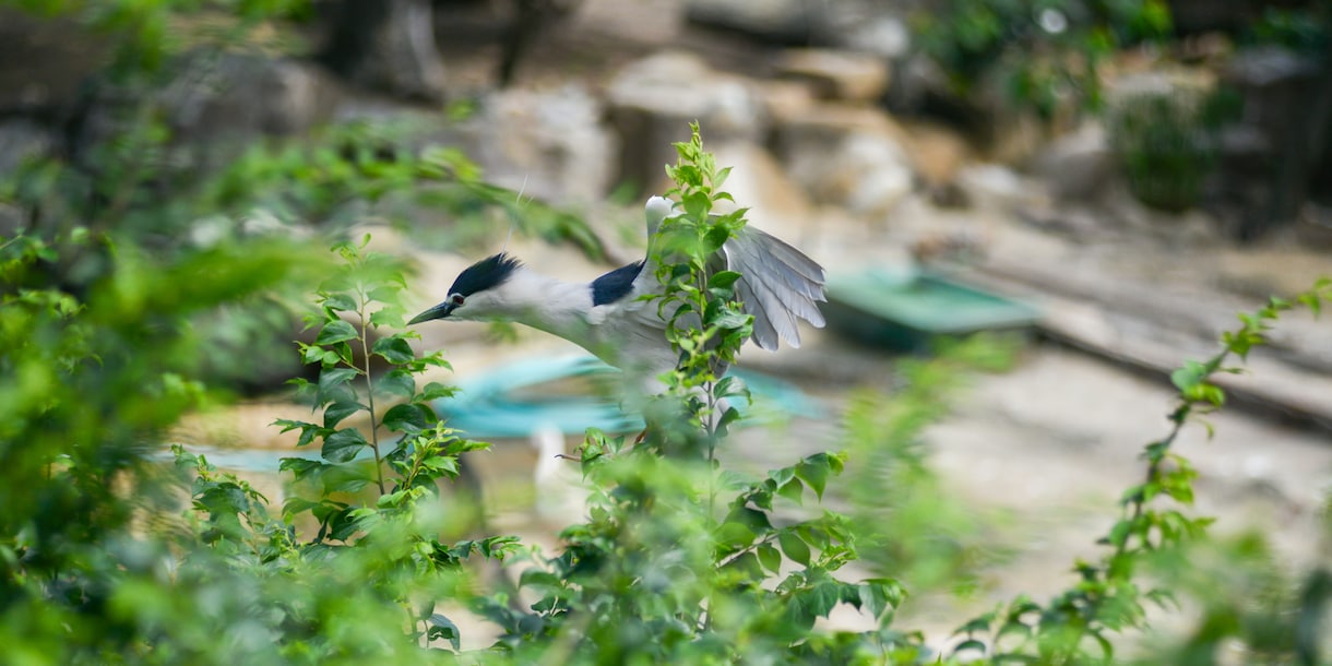 写真データ販売致します 鳥など自然を撮っております。色々な写真があります。 イメージ2