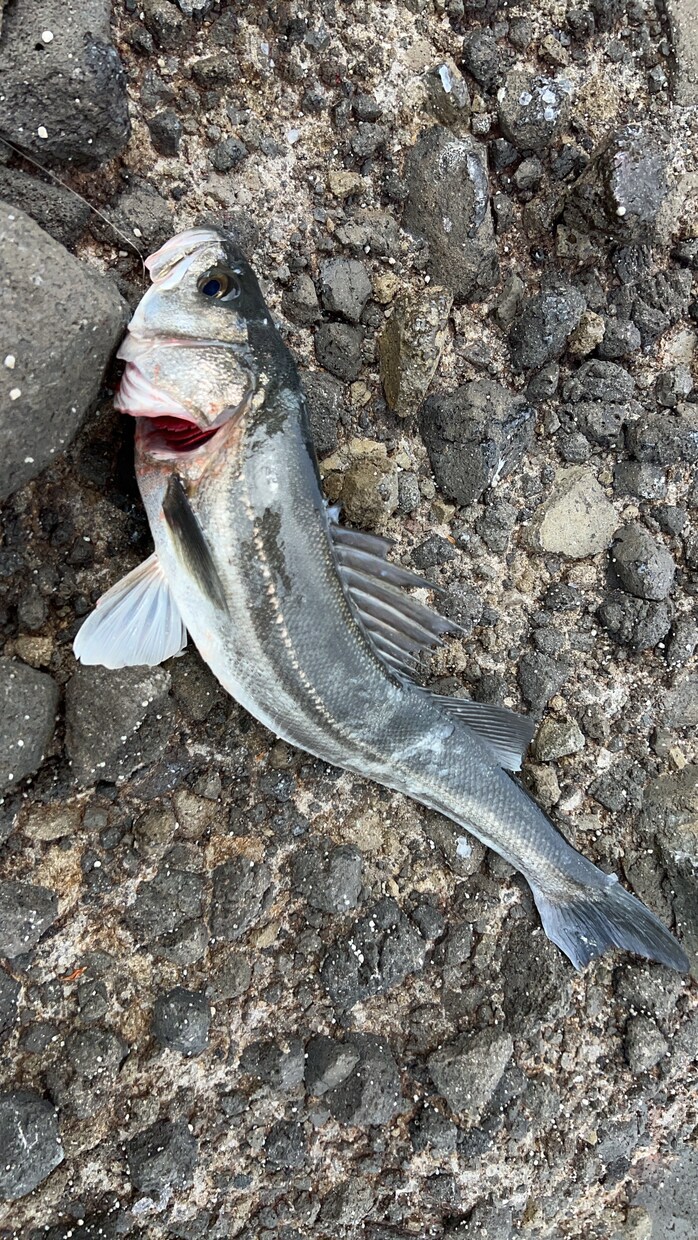釣り初心者の方にアドバイス致します 釣り初心者方に分かりやすくアドバイスいたします！ イメージ1