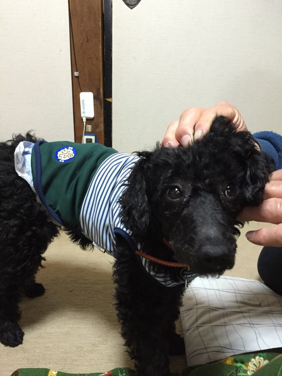 笑顔を欲してるあなたへ犬の写真をプレゼントします！ イメージ3
