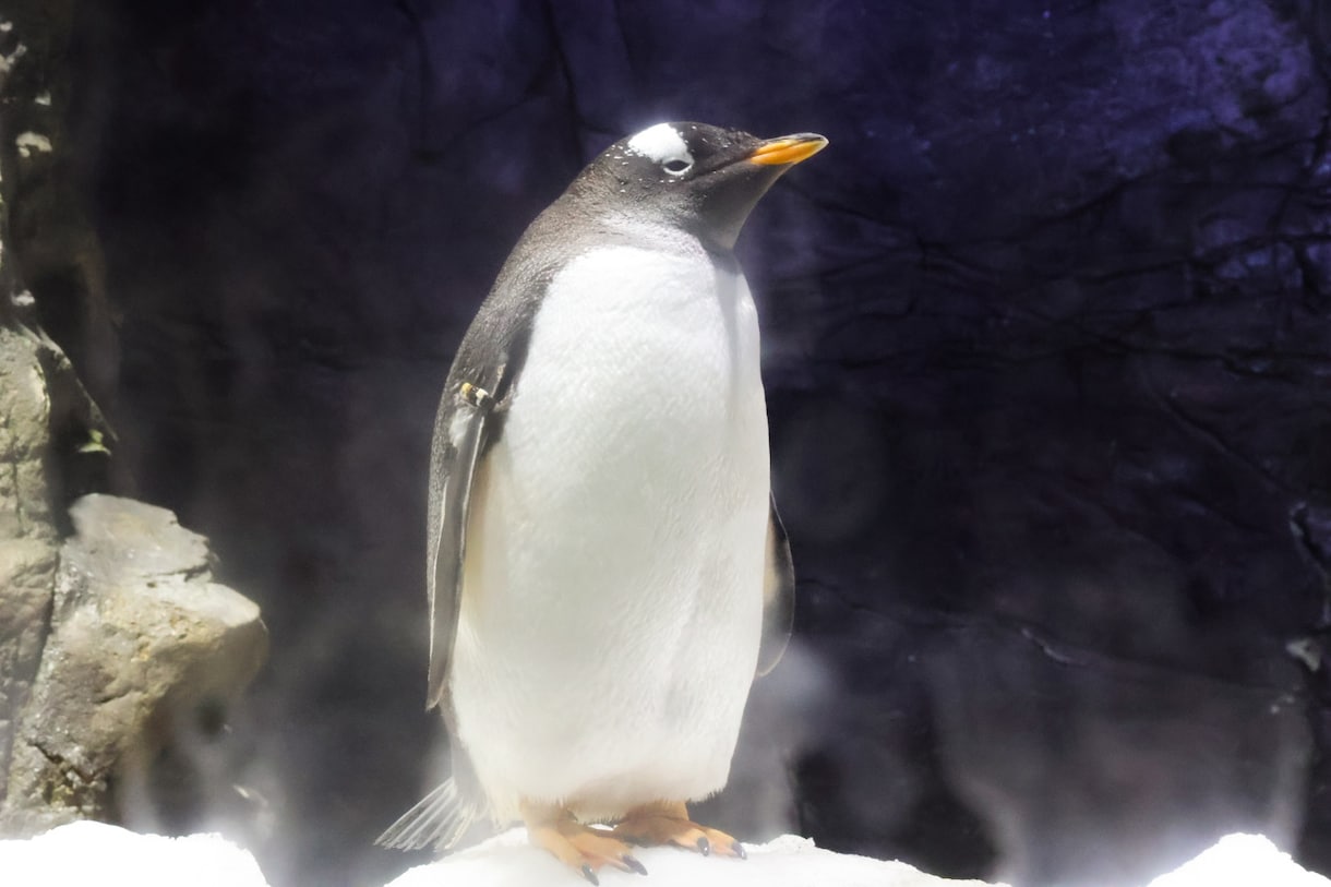 編集代行致します 実績作りのため特別価格！大切なお写真をもっと素敵に仕上げます イメージ4