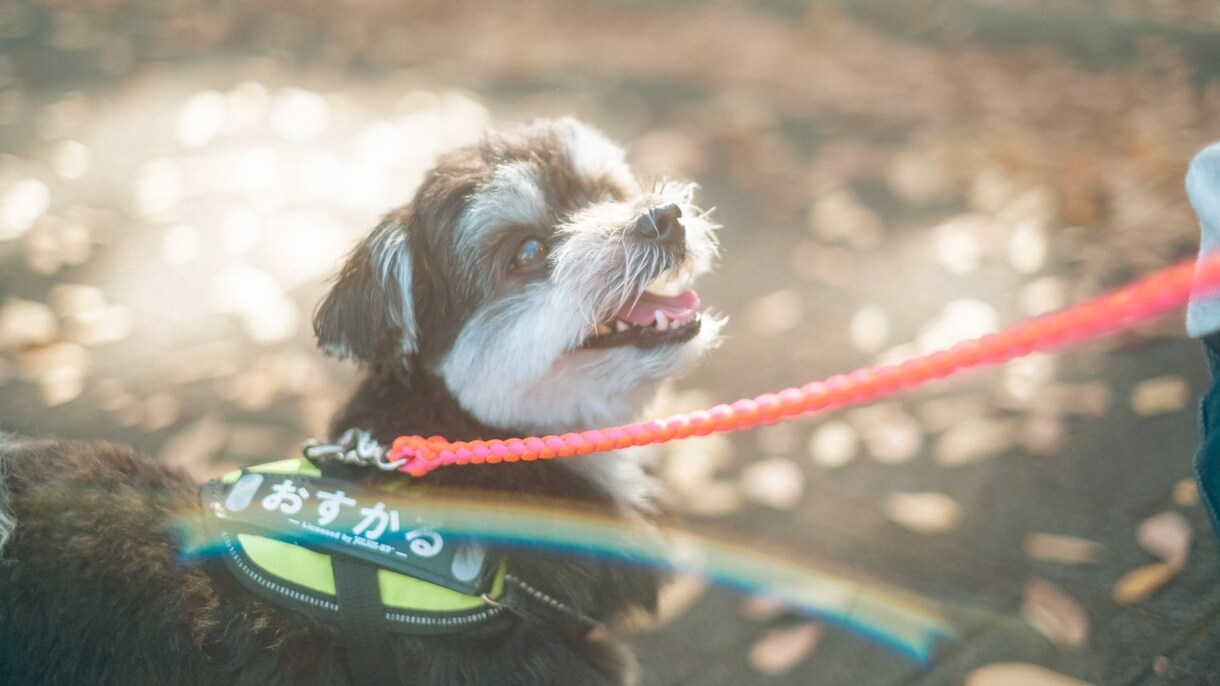 あなたのペットかわいく撮ります 犬、猫、鳥、ハムスター、爬虫類！全てのペット撮影します！ イメージ2