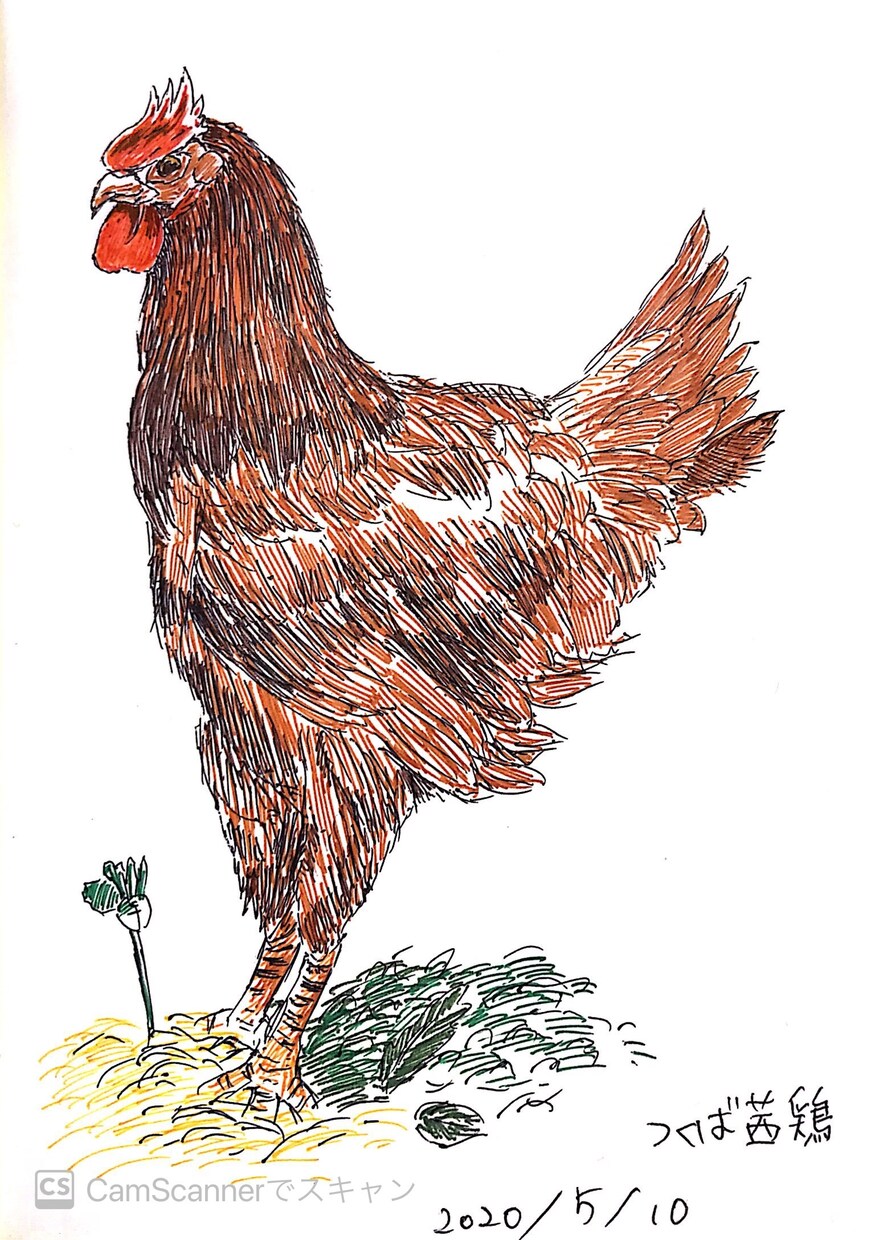 動植物や虫を描きます ボールペンならではの味わいをお楽しみください イメージ7