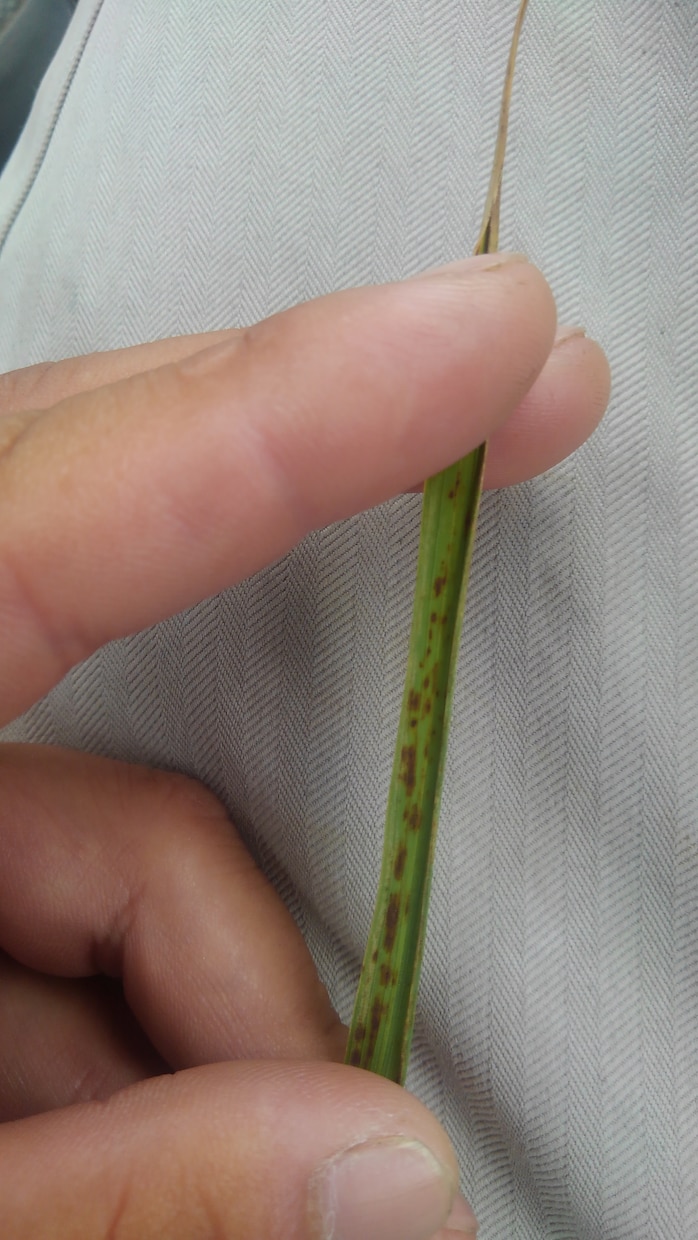 野菜の病気診断します 家庭菜園の野菜の病気診断をします イメージ2