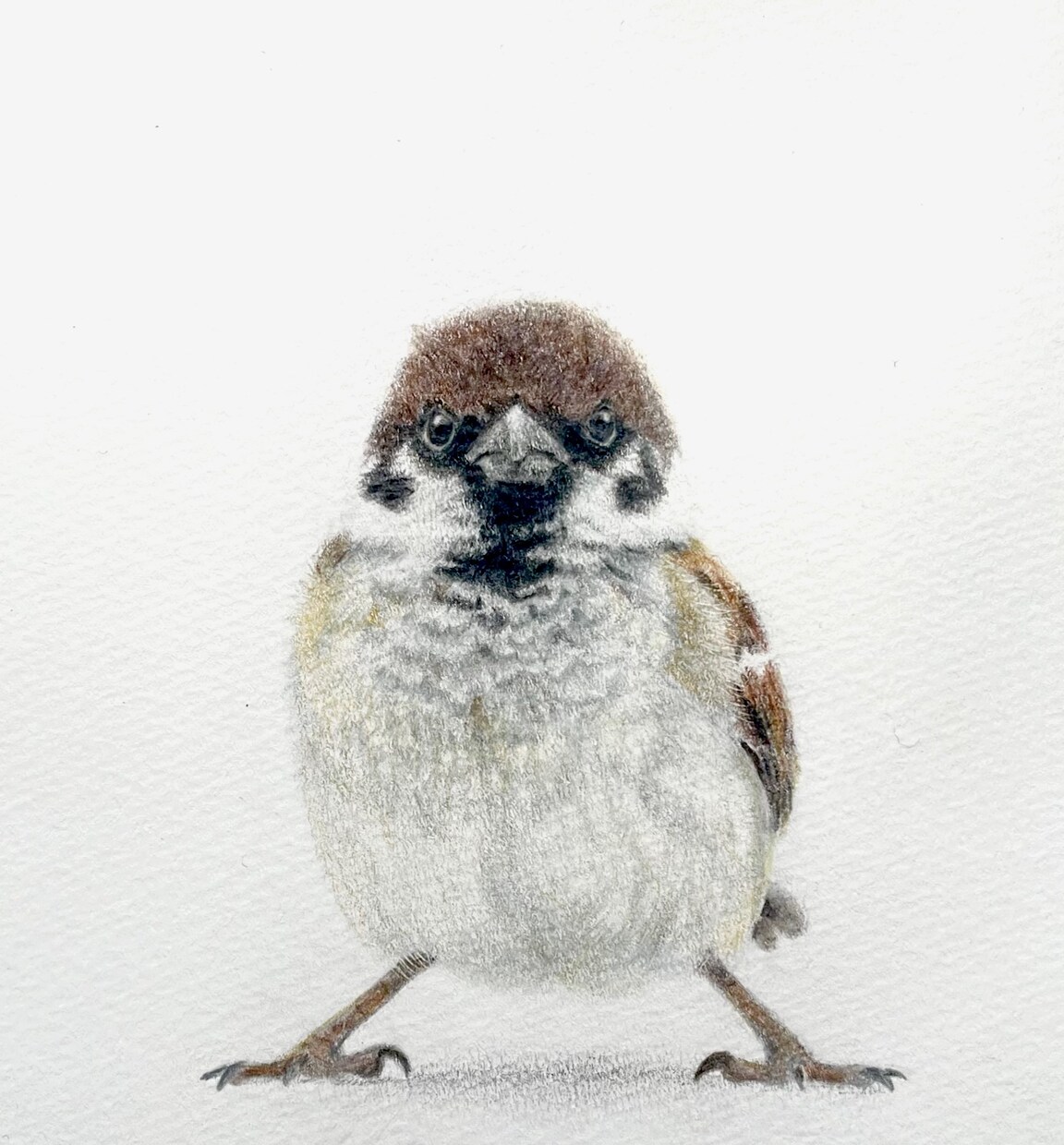 色鉛筆で動物、ペットの似顔絵お描きします 温かみのある世界に一つだけの絵をお届けします イメージ4