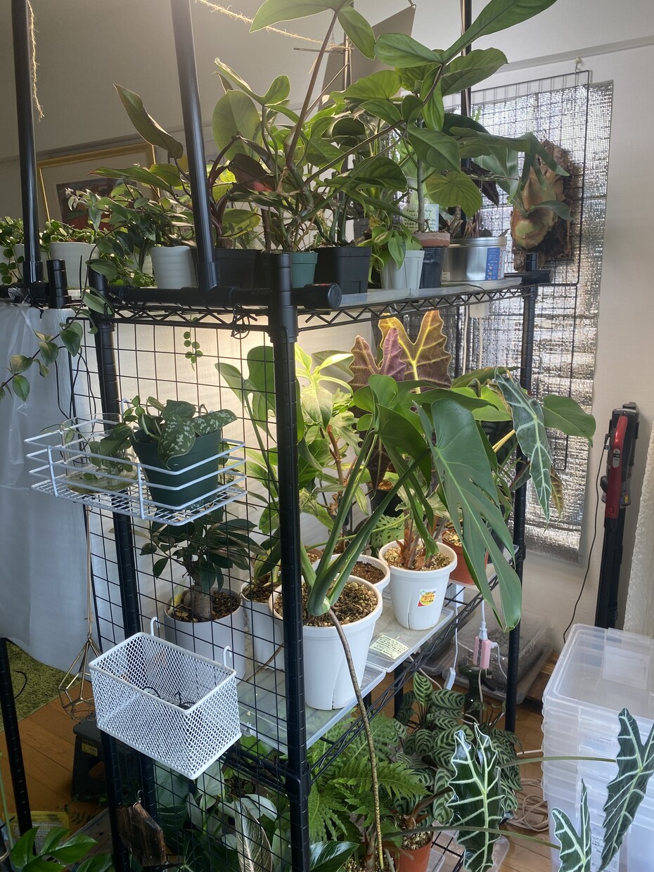 ガチ園芸店員がお家の植物のお悩み解決します 園芸店勤務の経験を活かして、観葉植物の相談に乗ります！ イメージ1
