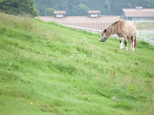 簡単・競馬予想プラスα イメージ1