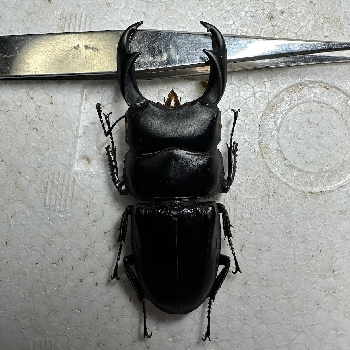 昆虫標本の作成を代行します 屋号名: BOOM INSECT イメージ4