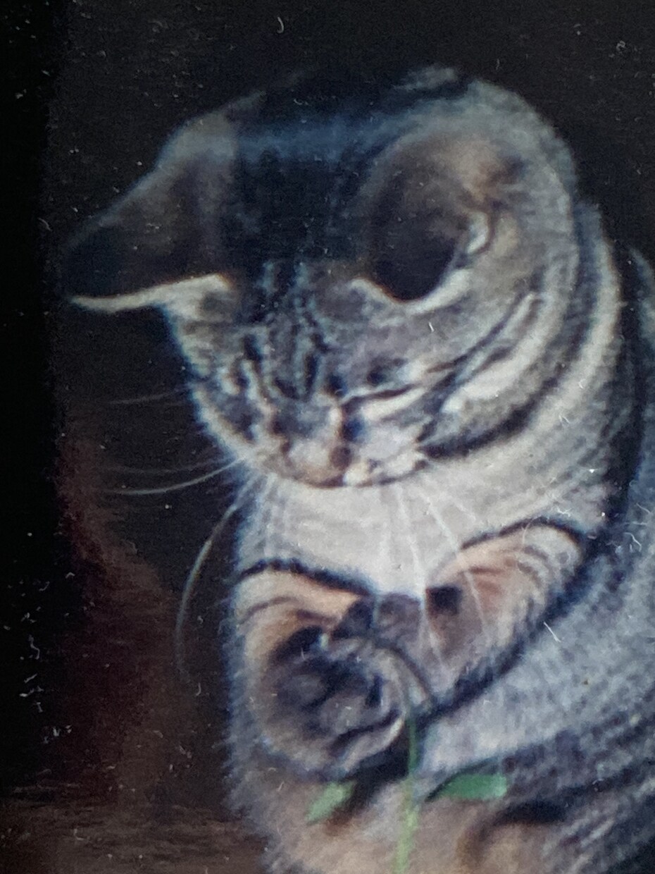 猫好き専用♡猫自慢・猫トーク大歓迎たっぷり聞きます うちのコもよそのコもみんな可愛い♡猫を飼っていない方も大歓迎 イメージ2