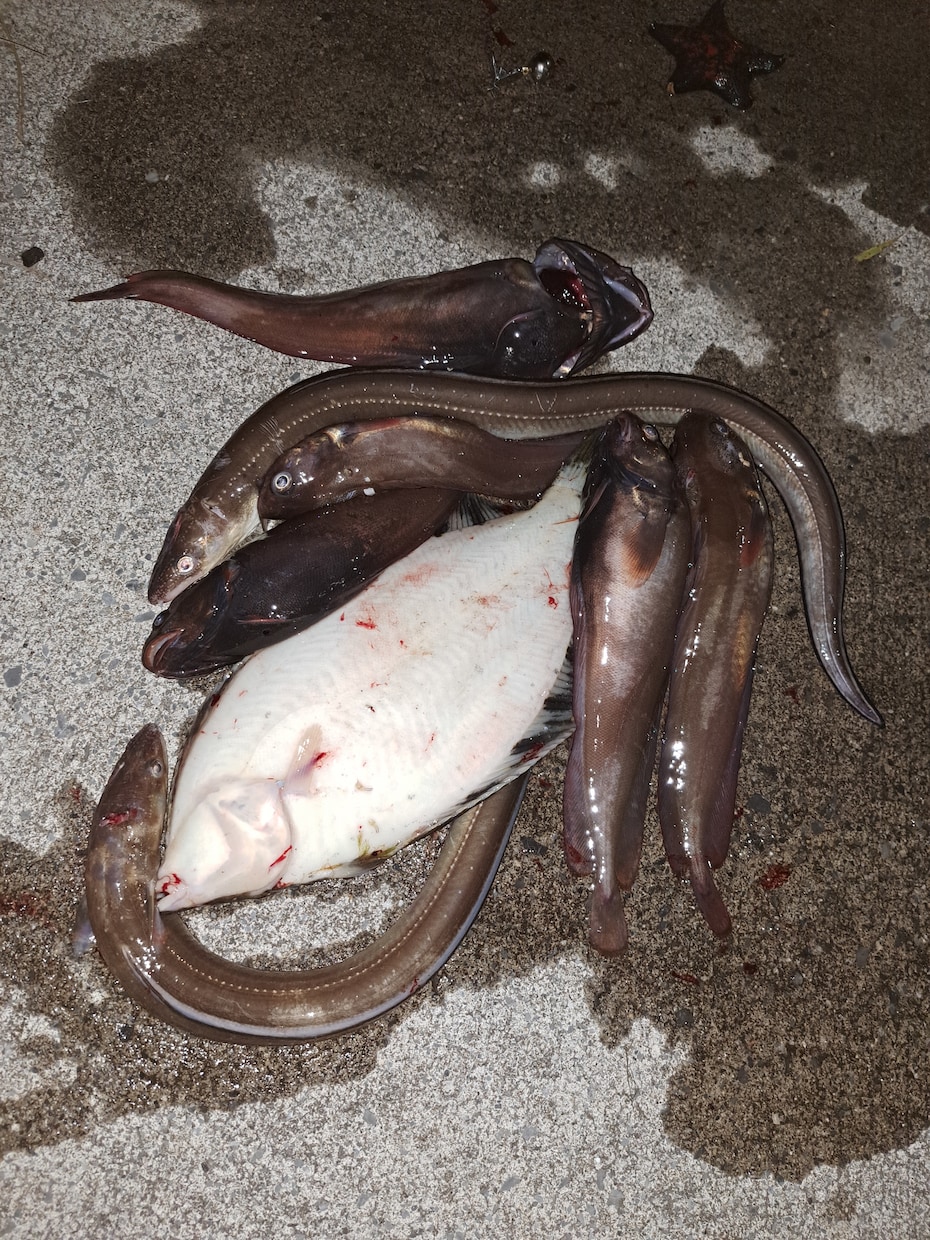 函館近郊の釣り場や釣れる魚のアドバイスします 現役大学生がナビ！函館で初めての海釣り絶対迷わない安心ガイド イメージ1