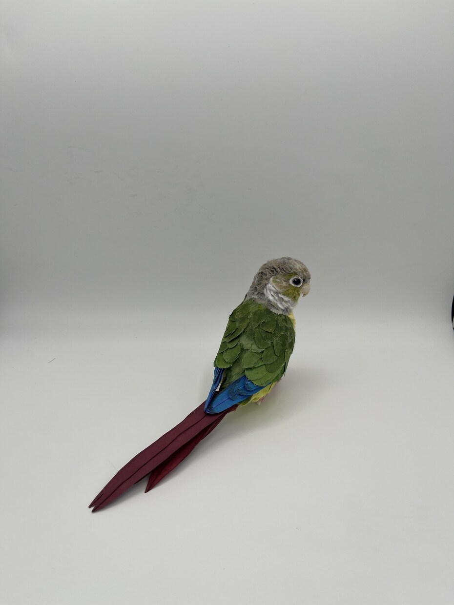 リアルで可愛いペットのインコ人形を作成します 大事なペットちゃんを和紙で可愛く作ります！ イメージ3