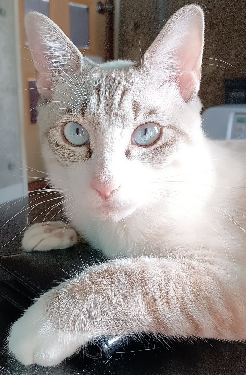 可愛い猫の写真よろしくおねがいします 可愛い猫の写真ですよろしくお願い致します イメージ1