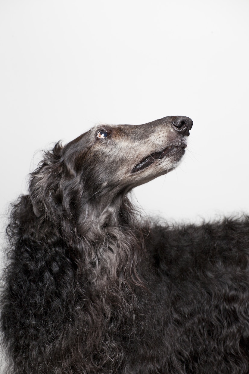 愛犬との家族写真ご自宅でもできます ご自宅でスタジオクオリティの家族写真を。 イメージ7
