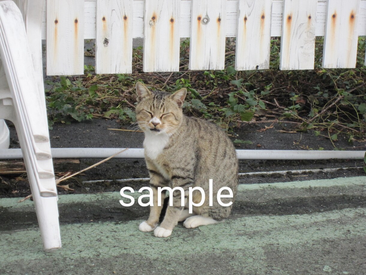 かわいい猫の画像データ提供します のら猫可愛いくて癒されますね。 イメージ4