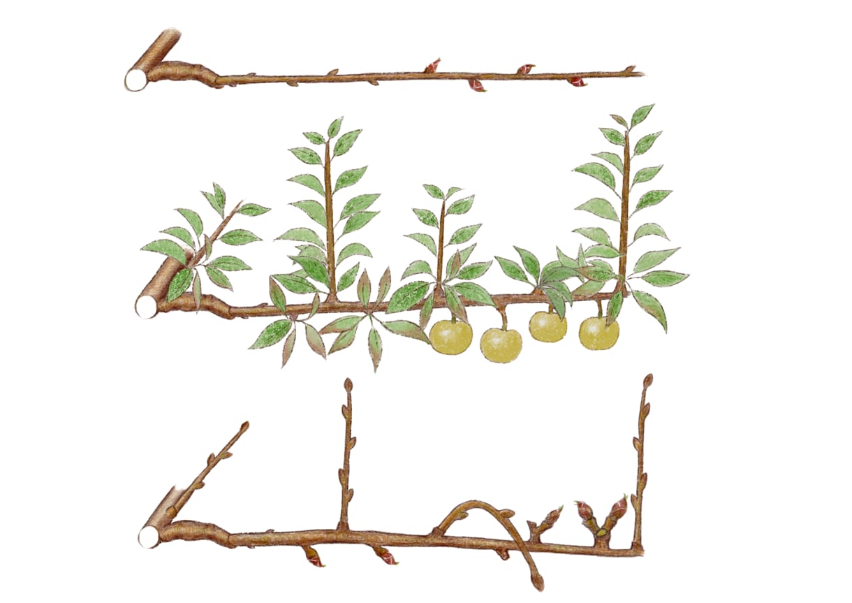 植物のイラストお描きします 〜植物大好きな私が描く植物イラスト〜 イメージ7