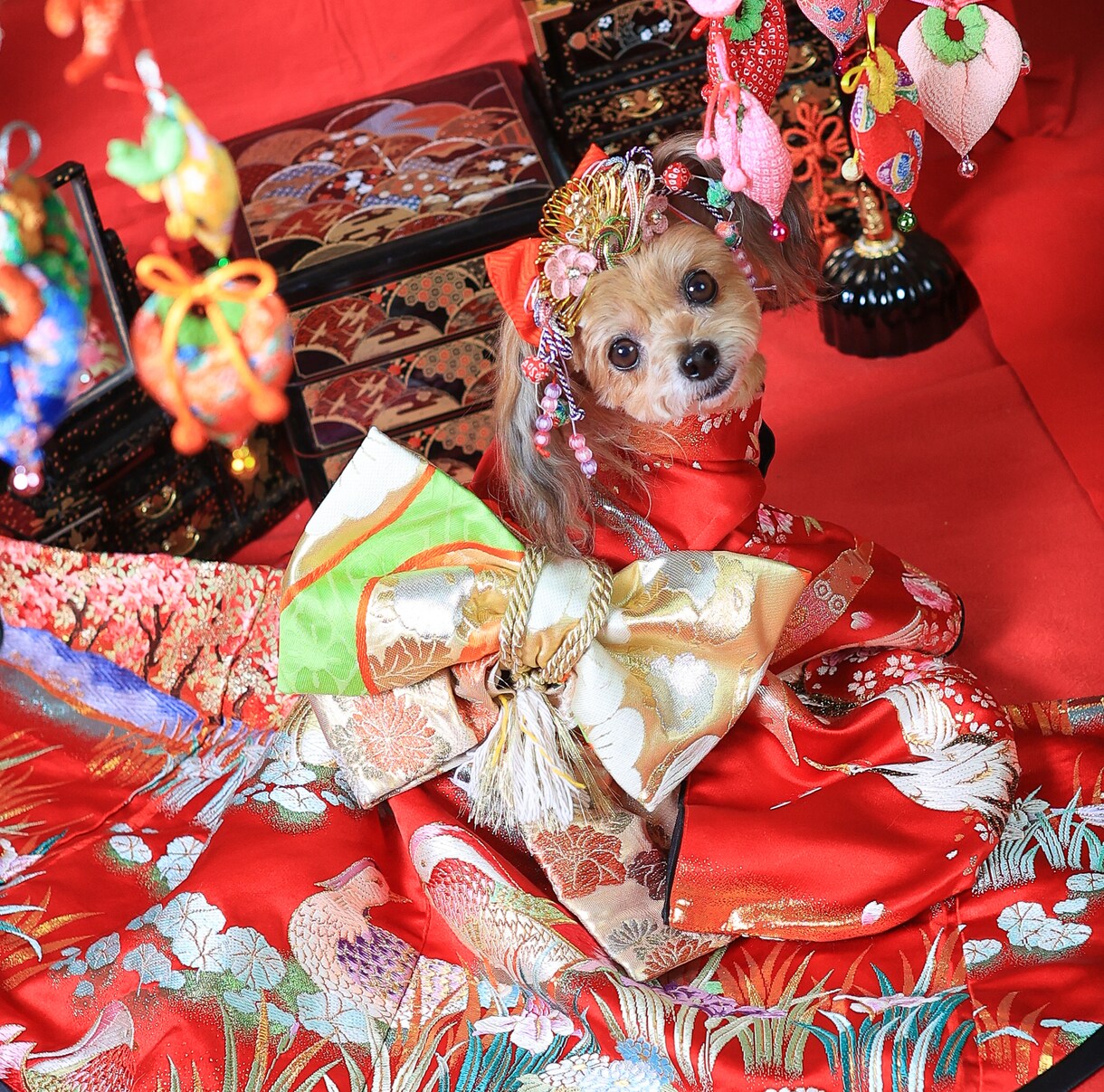 楽しくワンコにしつけと技を教えられます お座りから吠えろまでモデル犬に必要なスキル習得が出来ます イメージ2