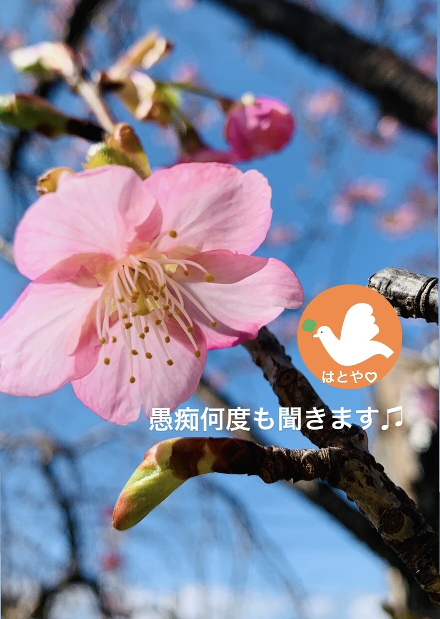 心のまど♡はとや♡愚痴聞き 笑顔で心のまど開きます ーあなたとの電話で心のまど♡パッと開きましょう♡愚痴聞きます イメージ3