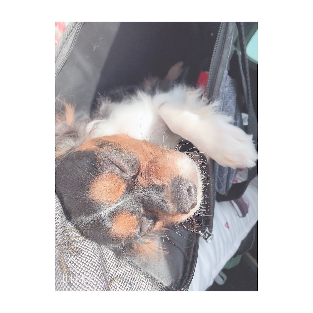 しつけ相談受付中！わんちゃんの気持ち、通訳します 犬も人も、もっと笑顔になれるしつけを。 イメージ1