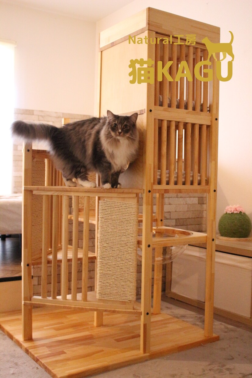 猫限定！！猫についてのお悩みや飼い方を相談できます キャットケアスペシャリスト・キャットシッターが回答します。 イメージ5
