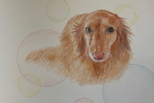 ペットの似顔絵描きます 家族の一員のペット達の似顔絵を色鉛筆で描きます。 イメージ4