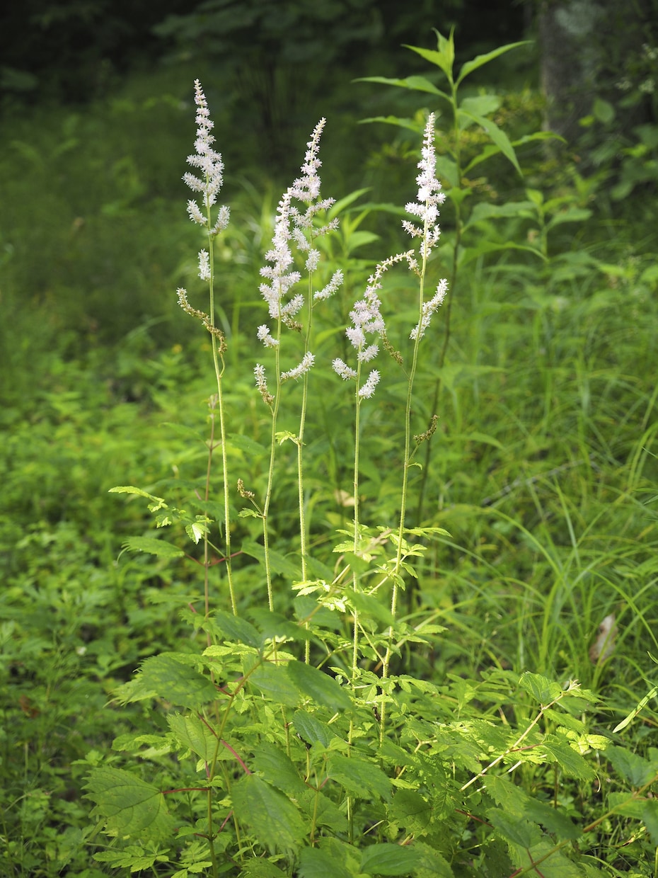 山野草の寄せ植え　コーディネートします ガーデニングで日本の植物の生態を楽しく学びましょう！ イメージ5