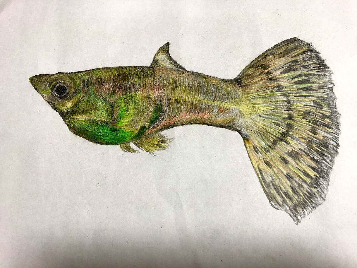 可愛い！思わず飾りたくなるペットイラスト描きます 世界にたった1枚の宝物を作りませんか？ イメージ5
