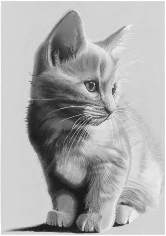 猫、犬等ペットの似顔絵をモノクロでリアルに描きます 鉛筆画、パステルなどで白黒の小動物を写真のように描きます イメージ7